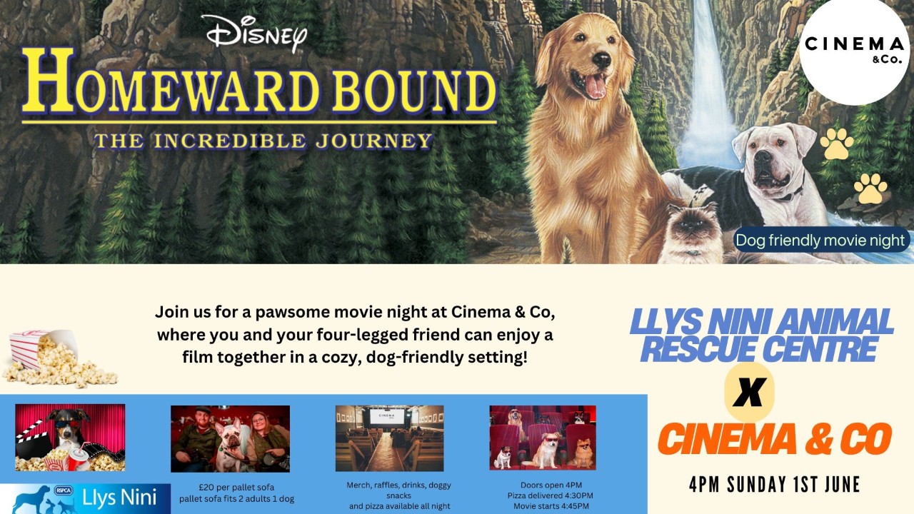 Dog friendly screening - Homeward Bound with Llys Nini, hosted by Tom Powell 