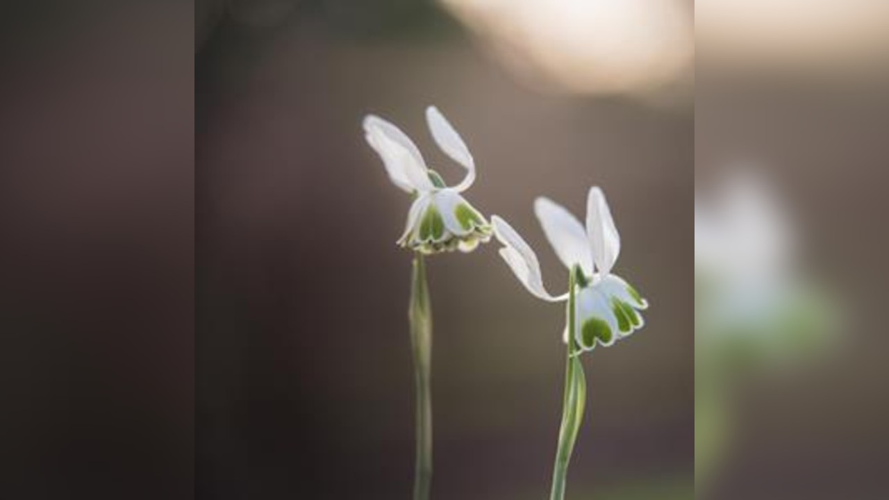Plant Folklore Tea and Talk