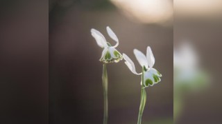 Plant Folklore Tea and Talk