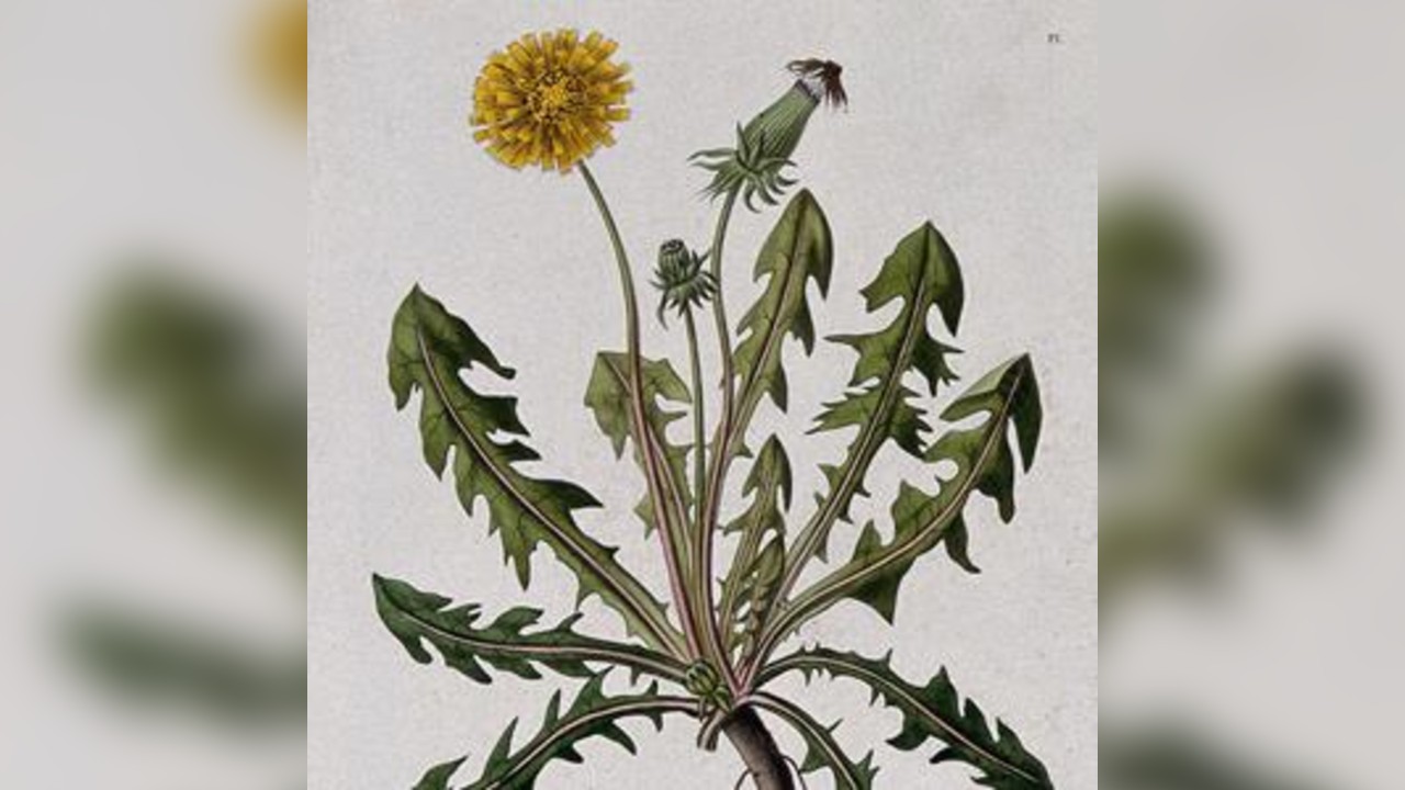 Using Herbs in Times of Transition