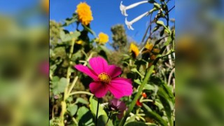 Mapping Queer Desires