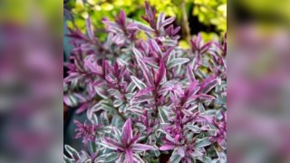 Autumn Plant Fair