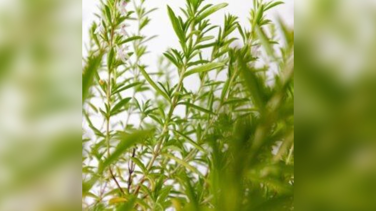 Herbs To Chase The Winter Away