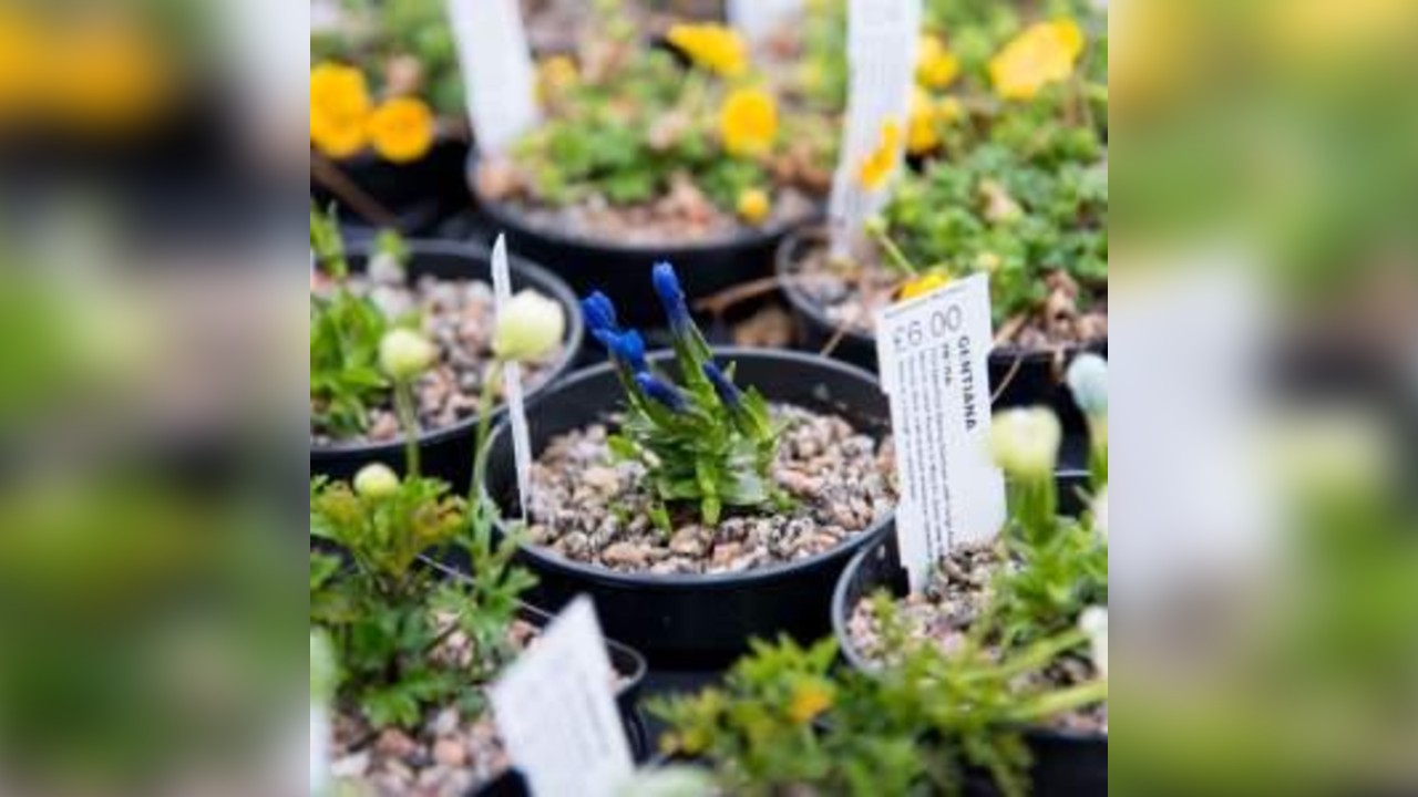 Spring Plant Fair