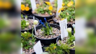 Spring Plant Fair
