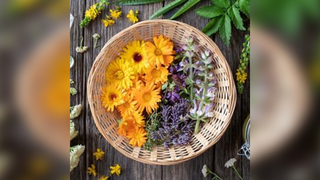 Queer Herbal Medicine