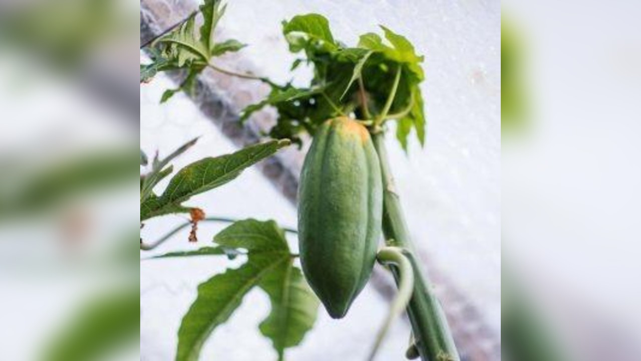 Family Chocolate Making