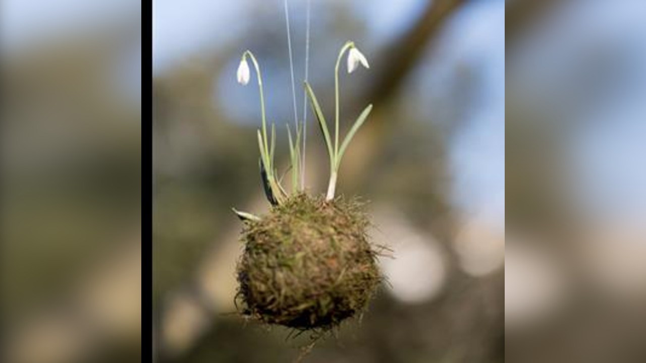 Spring Kokedama Workshop