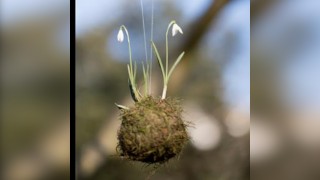 Spring Kokedama Workshop
