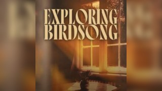 Exploring Birdsong