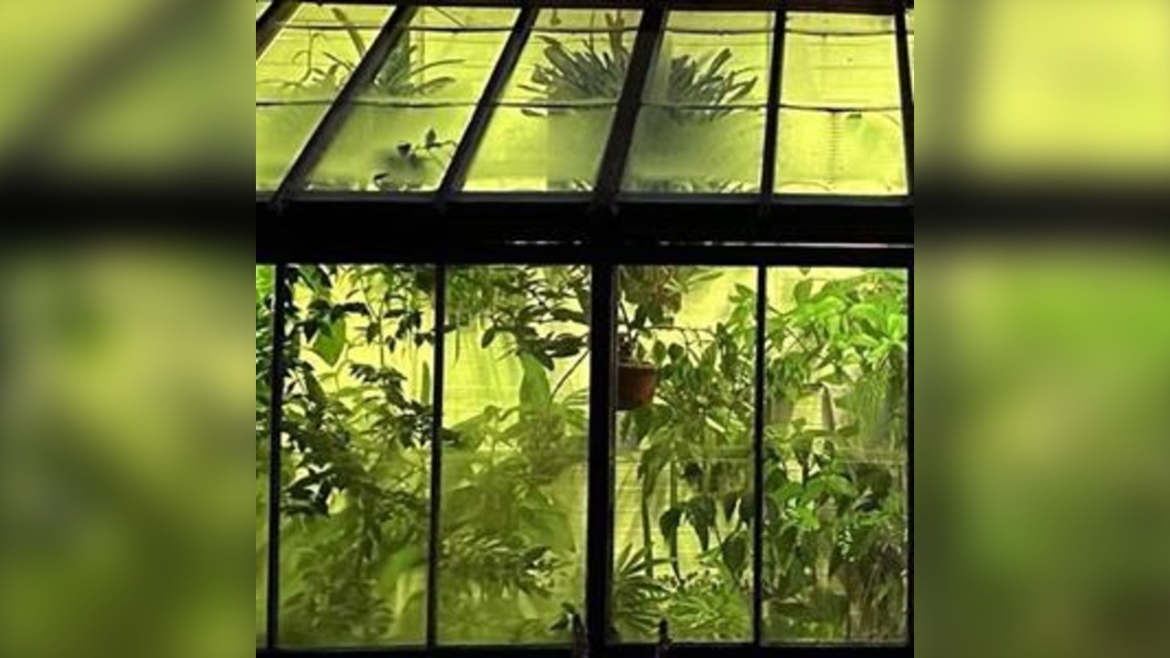 Twisted Roots: Blooming