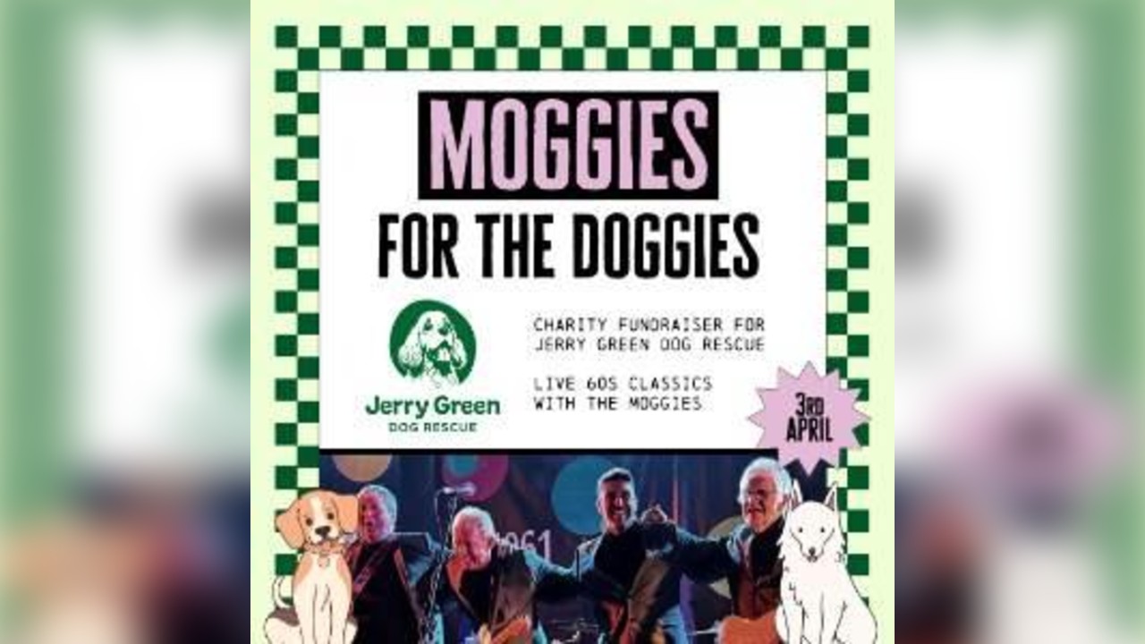 Moggies for the Doggies