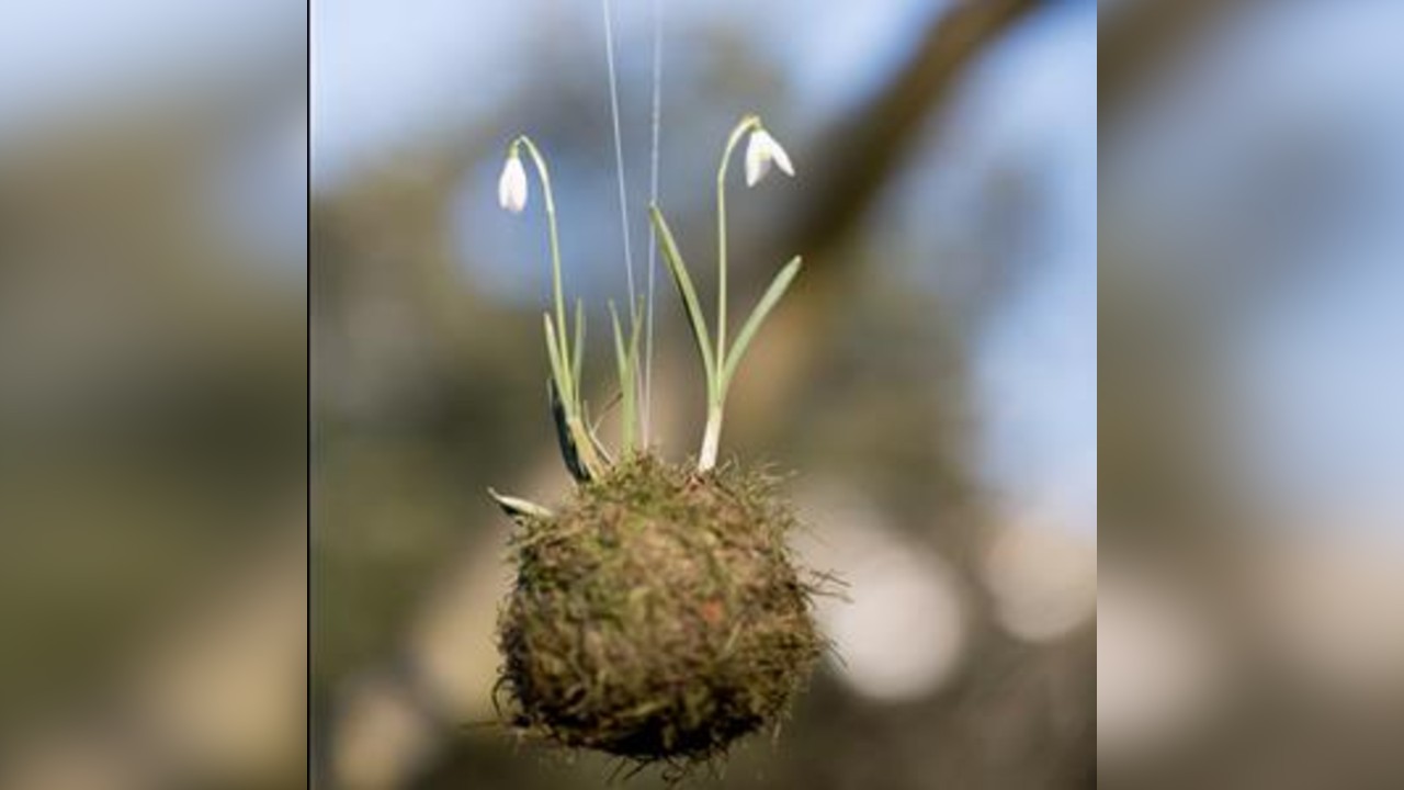 Spring Kokedama Workshop