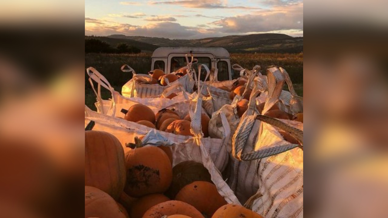 Corntown At The Pumpkin Patch