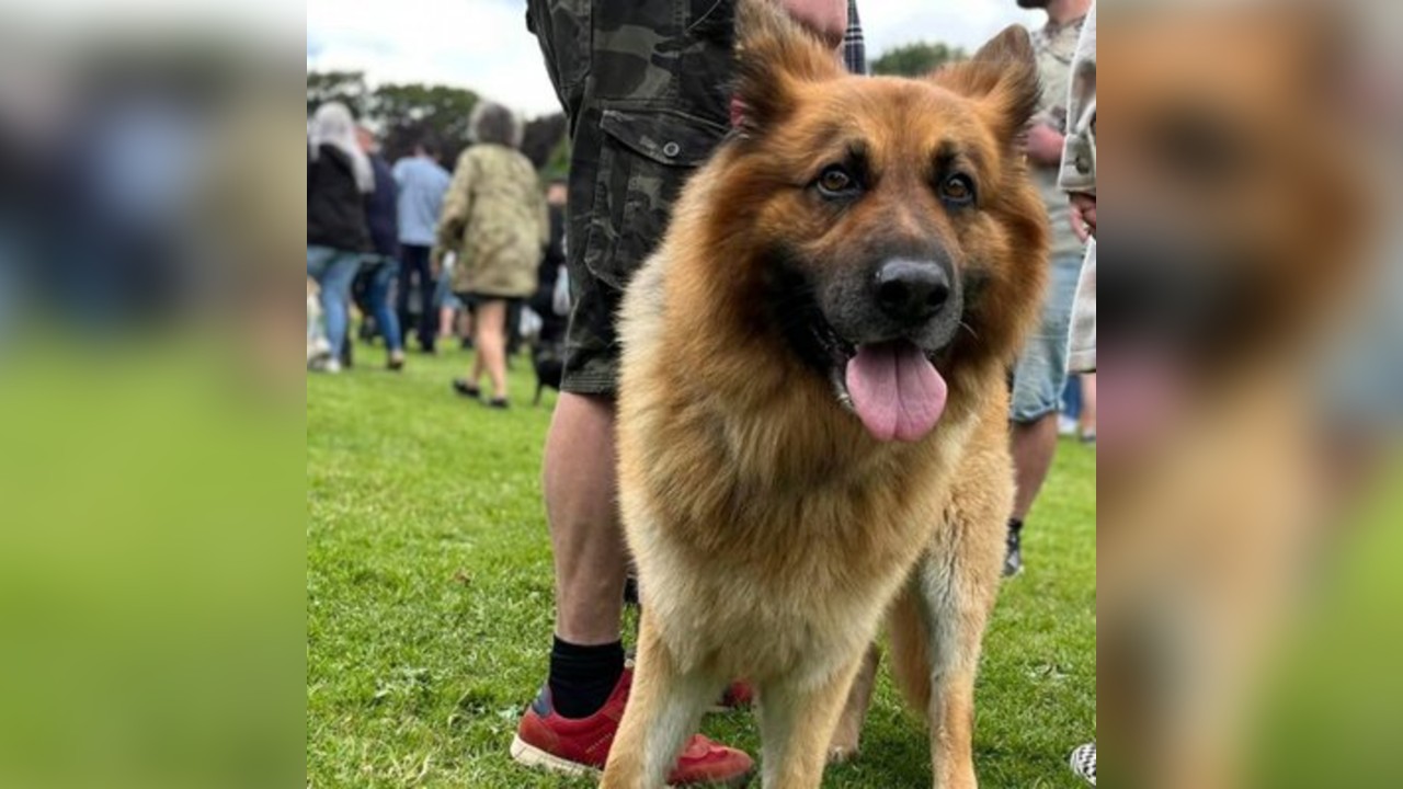 K9 Party in the Park