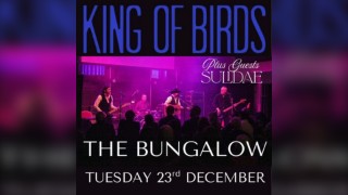 King of Birds plus guests Sulidae