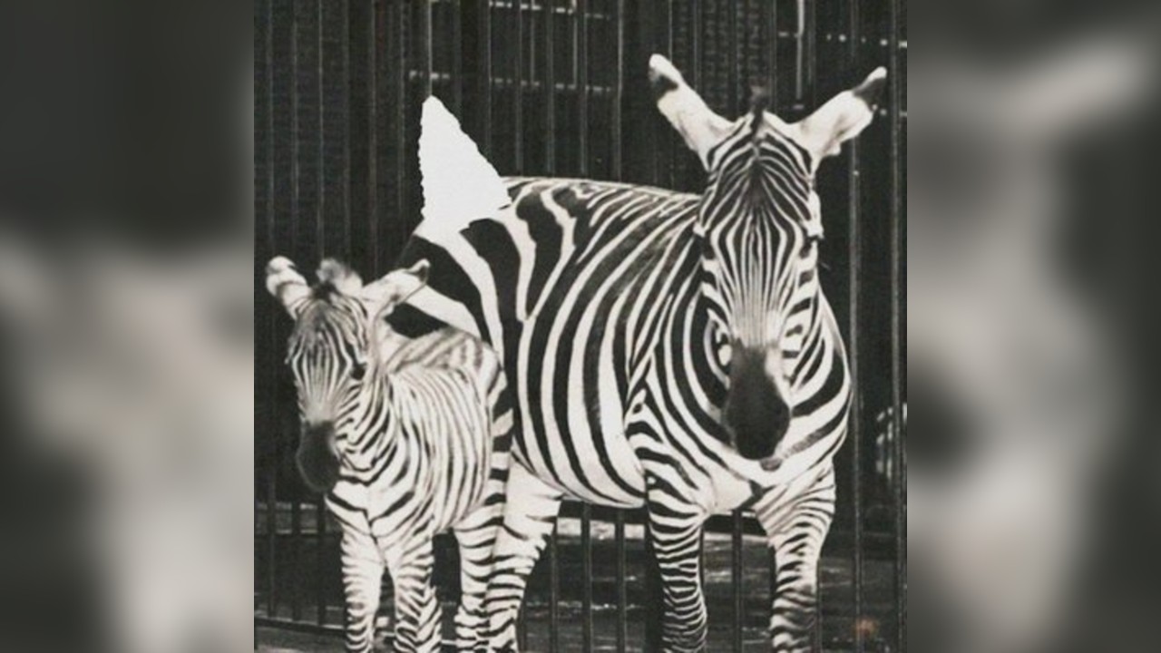 Rare Disease Charity Gig