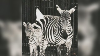 Rare Disease Charity Gig