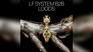 Amber's Presents: LF System b2b Loods