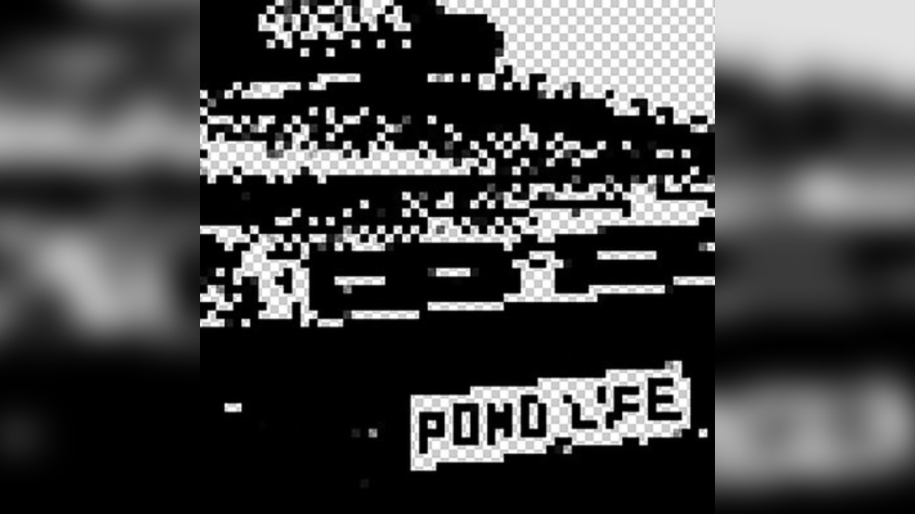 Pond Life's 11th Birthday | Bristol